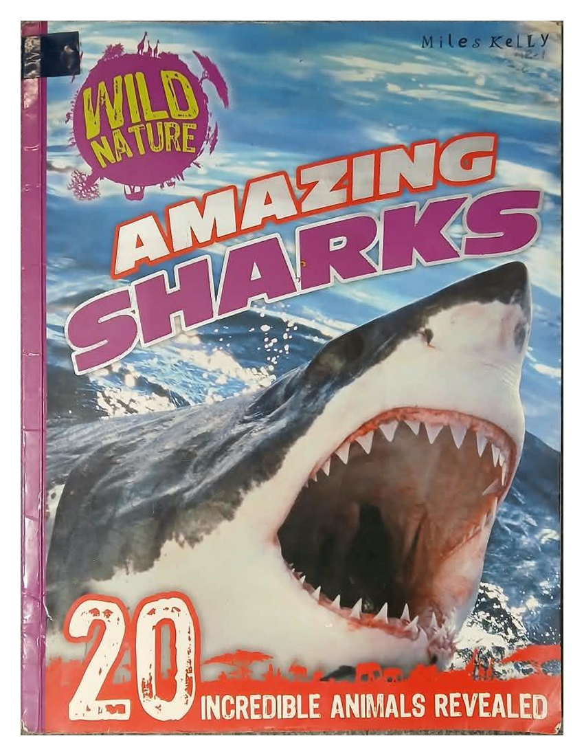 Amazing Sharks – Wild Nature